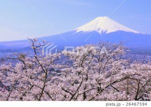 桜と富士2